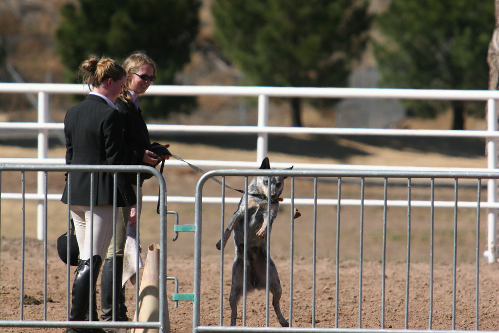 alex/nmsu_d2_fence////////////////////////////////////////////////////////////////////////////////////////////////////////////////nmsu_fence_d2_0108.jpg