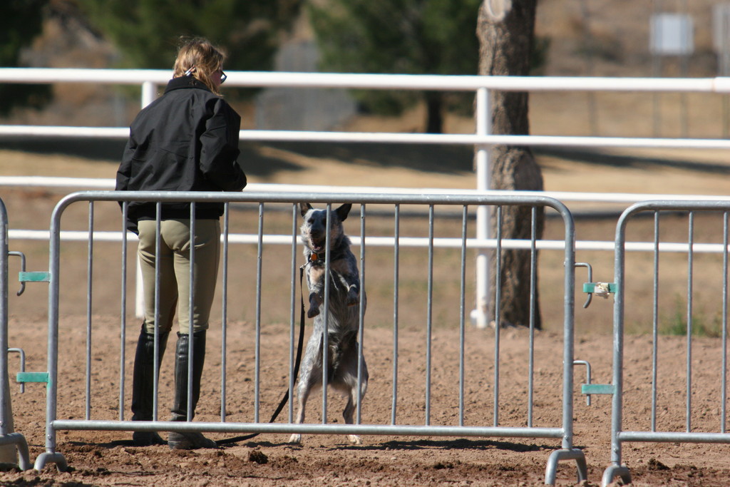 alex/nmsu_d2_fence/////////////////////////////////////////////////////////nmsu_fence_d2_0109.jpg