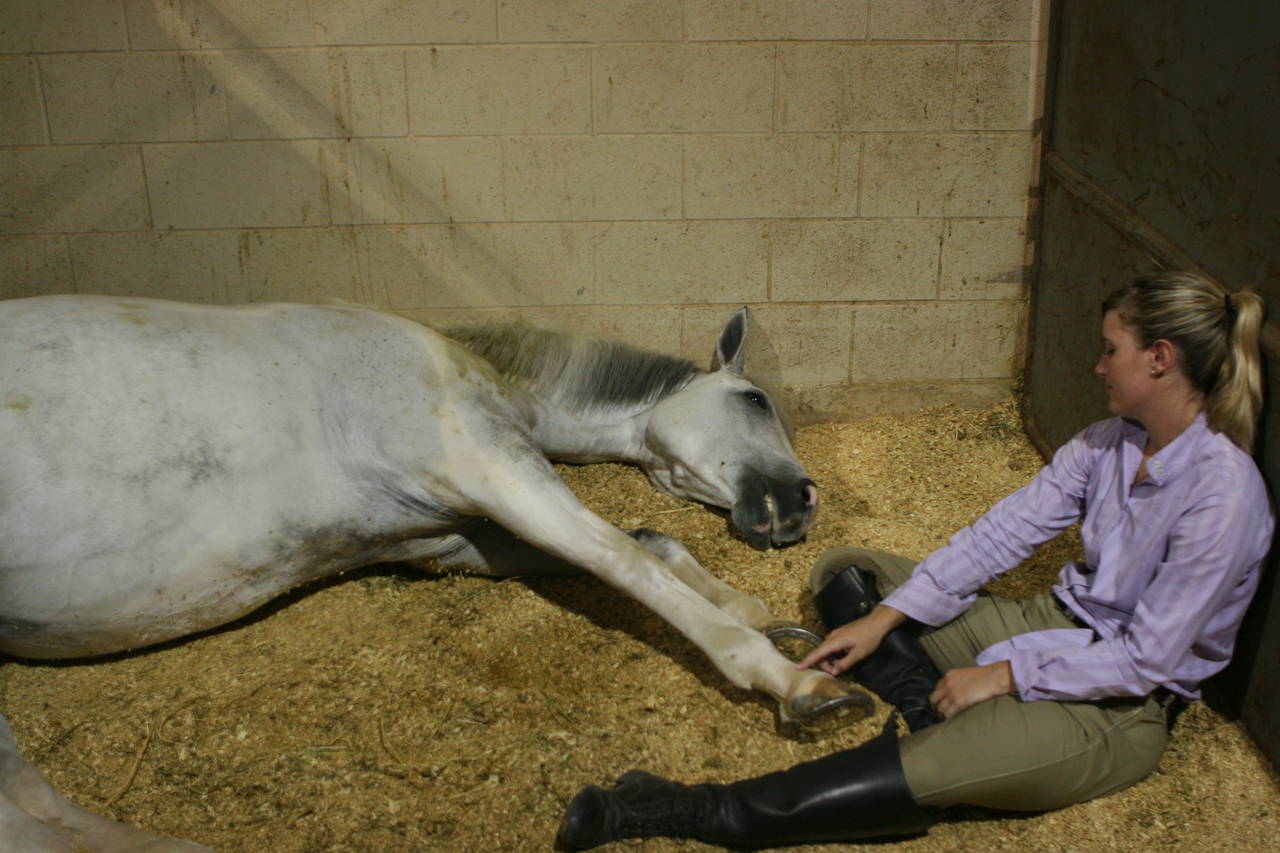 pictures/HorseShows/WacoJune2008/IMG_9847.jpg