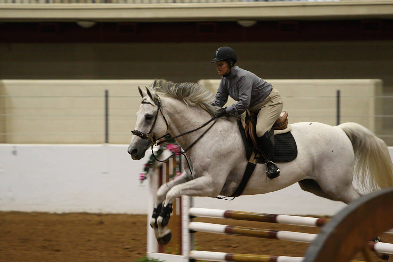 pictures/HorseShows/WacoJune2008/JAM_1164.jpg