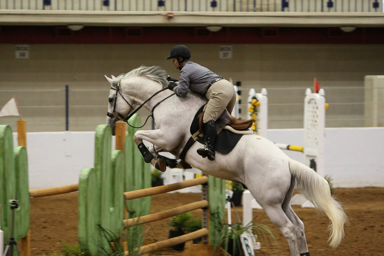 pictures/HorseShows/WacoJune2008/JAM_1167.jpg