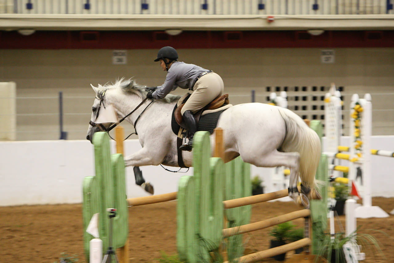 pictures/HorseShows/WacoJune2008/JAM_1169.jpg