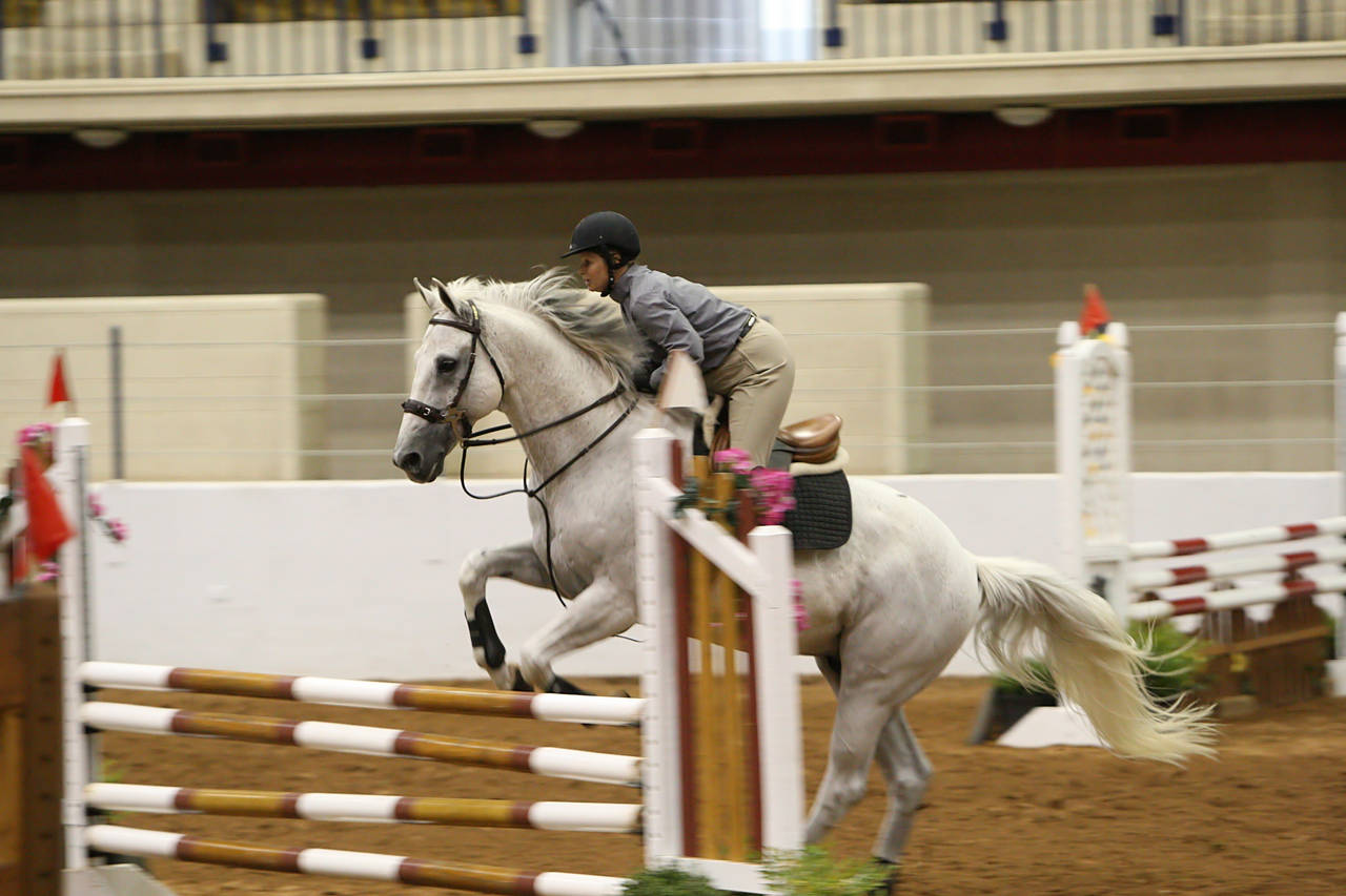 pictures/HorseShows/WacoJune2008/JAM_1174.jpg