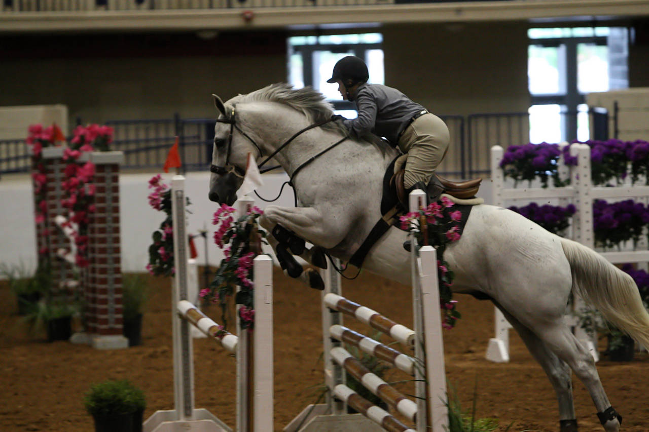 pictures/HorseShows/WacoJune2008/JAM_1175.jpg