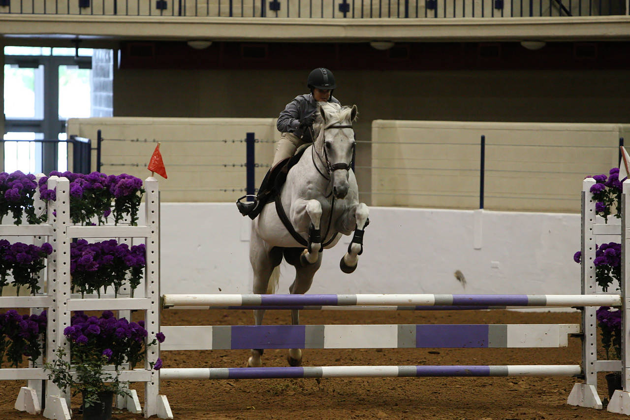 pictures/HorseShows/WacoJune2008/JAM_1178.jpg