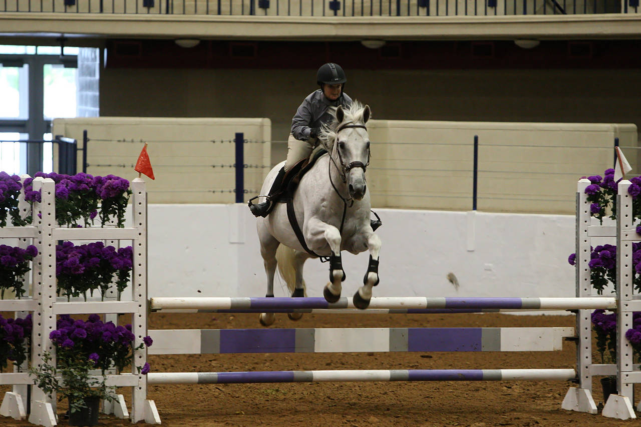 pictures/HorseShows/WacoJune2008/JAM_1179.jpg