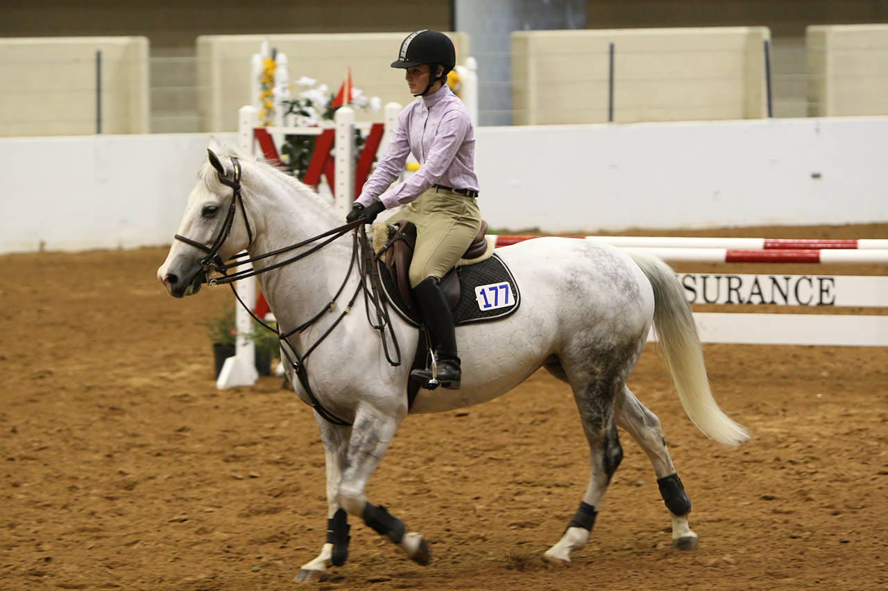 pictures/HorseShows/WacoJune2008/JAM_1183.jpg