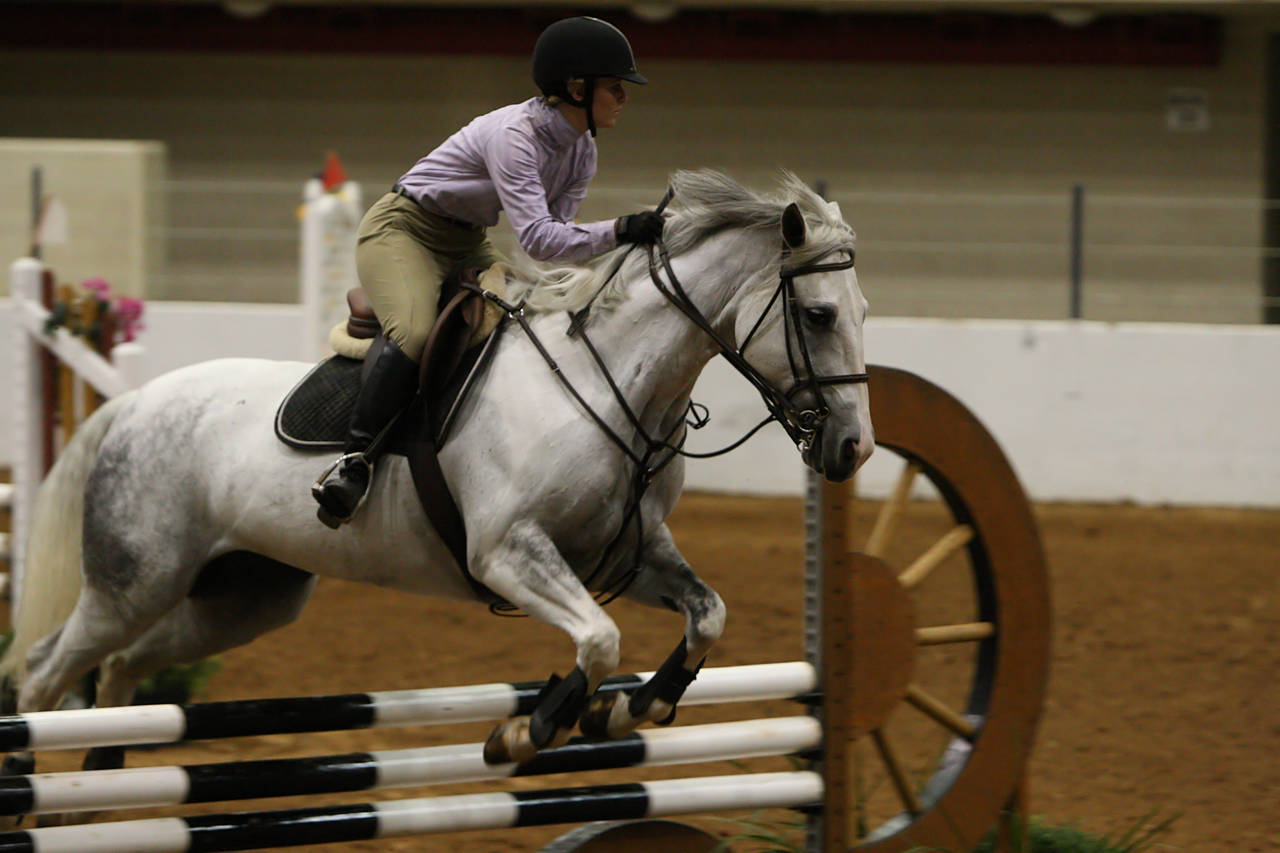 pictures/HorseShows/WacoJune2008/JAM_1187.jpg