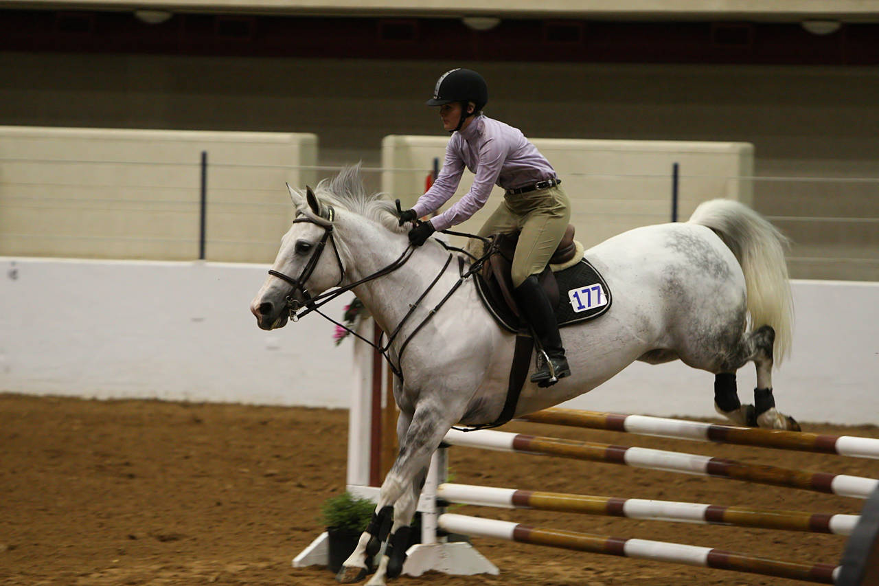 pictures/HorseShows/WacoJune2008/JAM_1189.jpg