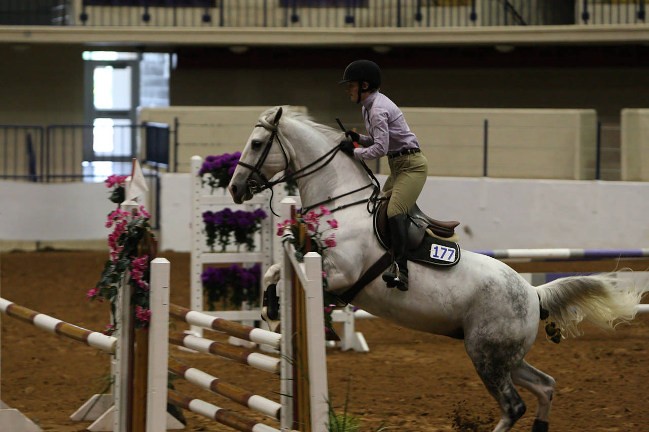 pictures/HorseShows/WacoJune2008/JAM_1190.jpg