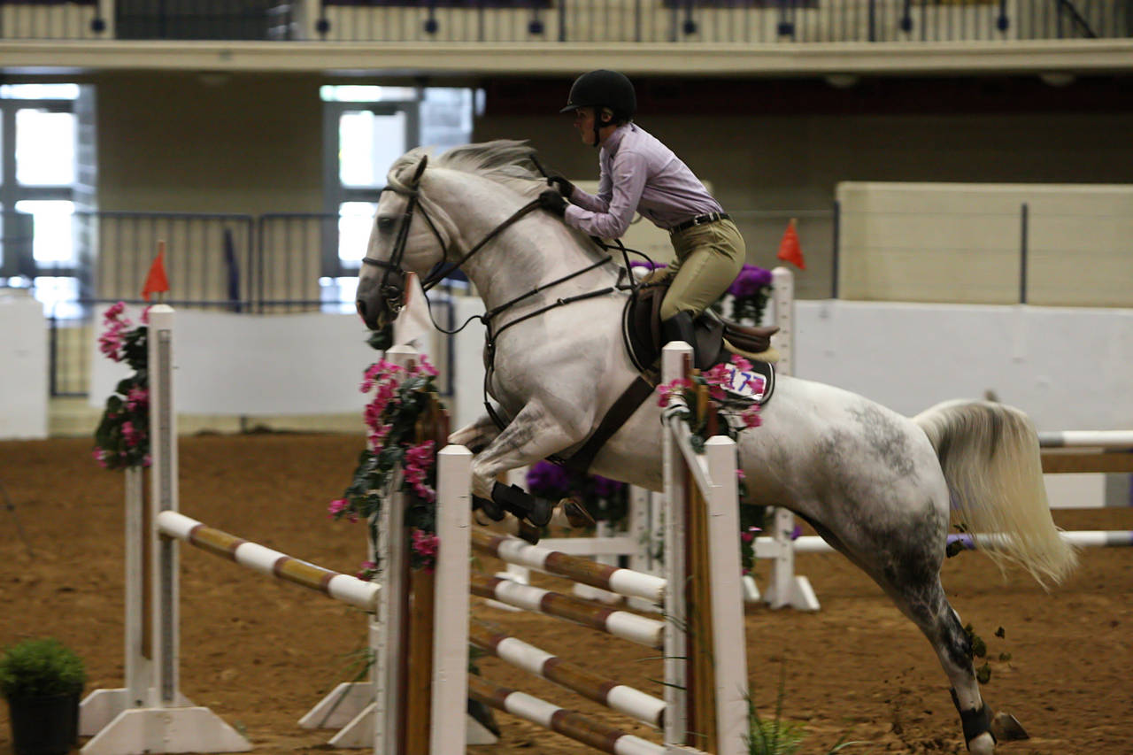 pictures/HorseShows/WacoJune2008/JAM_1191.jpg