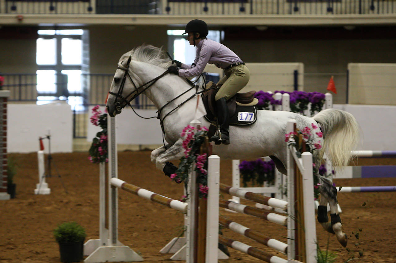 pictures/HorseShows/WacoJune2008/JAM_1192.jpg