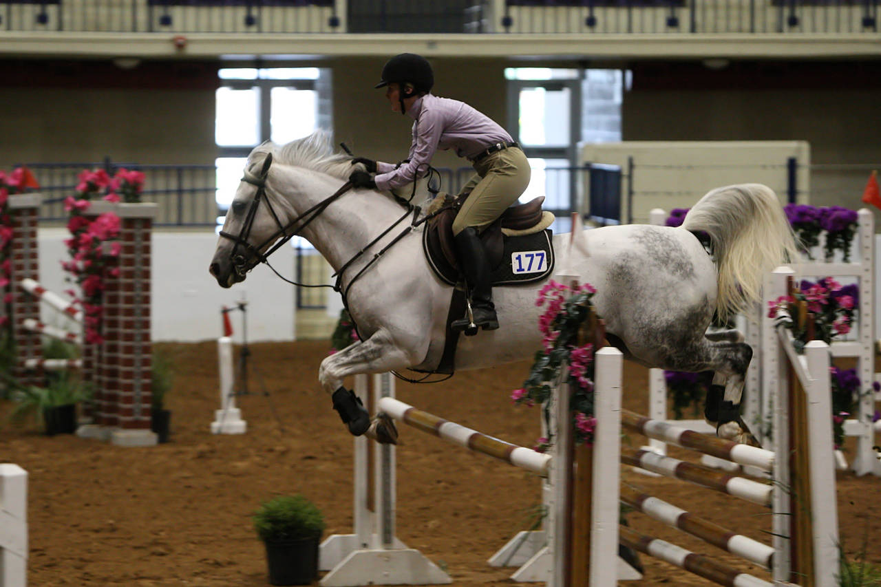 pictures/HorseShows/WacoJune2008/JAM_1193.jpg