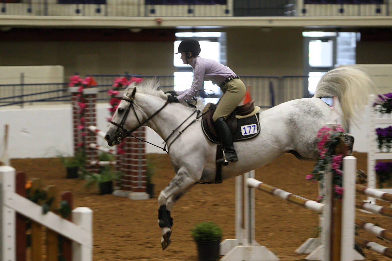 pictures/HorseShows/WacoJune2008/JAM_1194.jpg