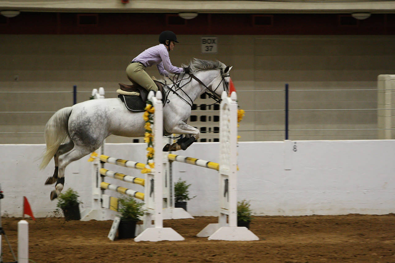 pictures/HorseShows/WacoJune2008/JAM_1195.jpg