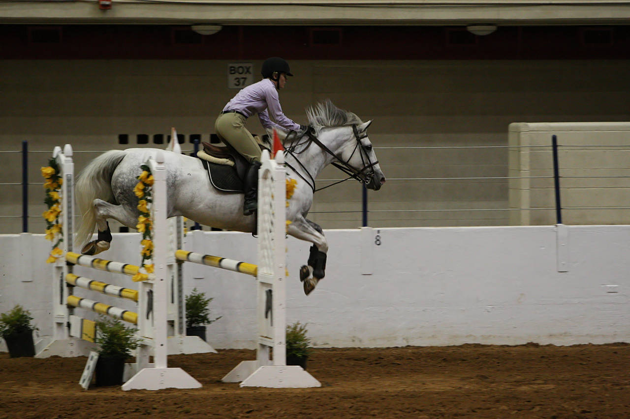 pictures/HorseShows/WacoJune2008/JAM_1196.jpg