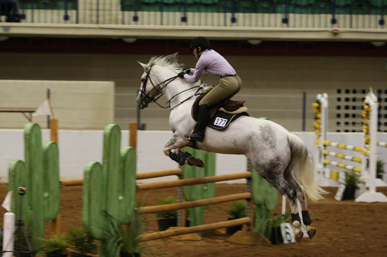 pictures/HorseShows/WacoJune2008/JAM_1197.jpg