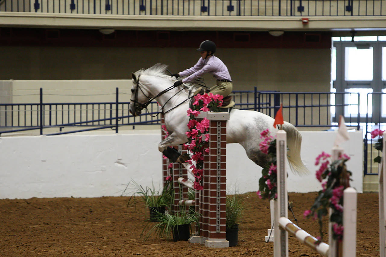 pictures/HorseShows/WacoJune2008/JAM_1200.jpg