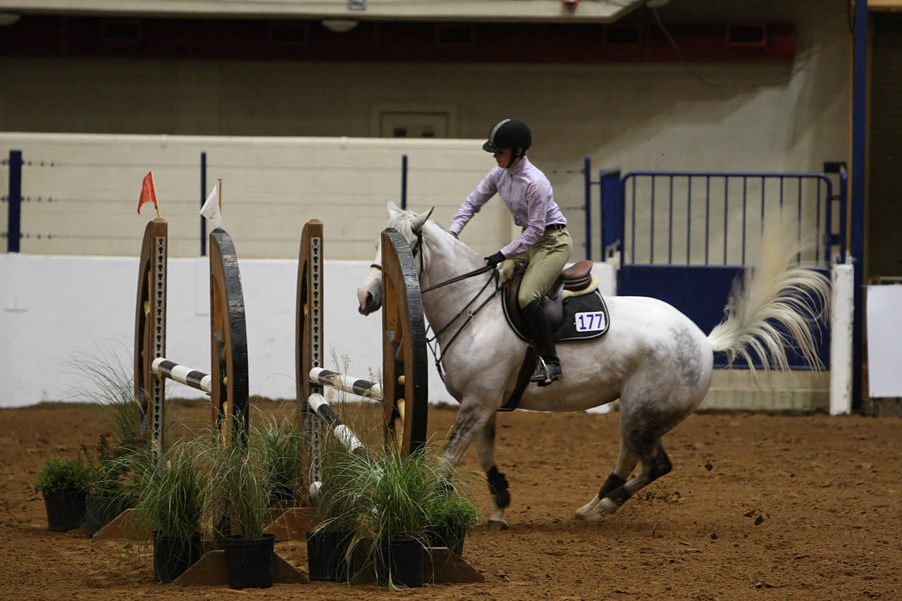 pictures/HorseShows/WacoJune2008/JAM_1206.jpg