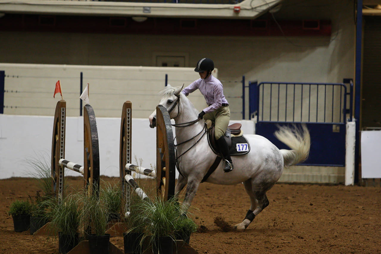 pictures/HorseShows/WacoJune2008/JAM_1207.jpg