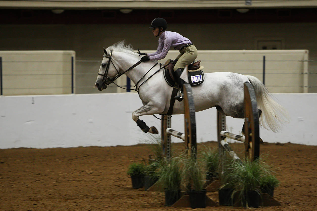 pictures/HorseShows/WacoJune2008/JAM_1209.jpg