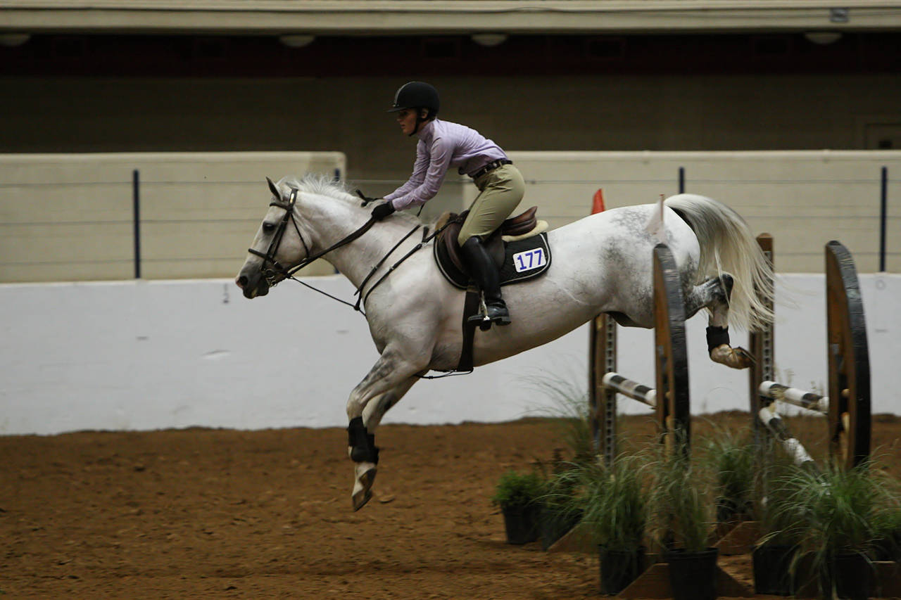 pictures/HorseShows/WacoJune2008/JAM_1210.jpg