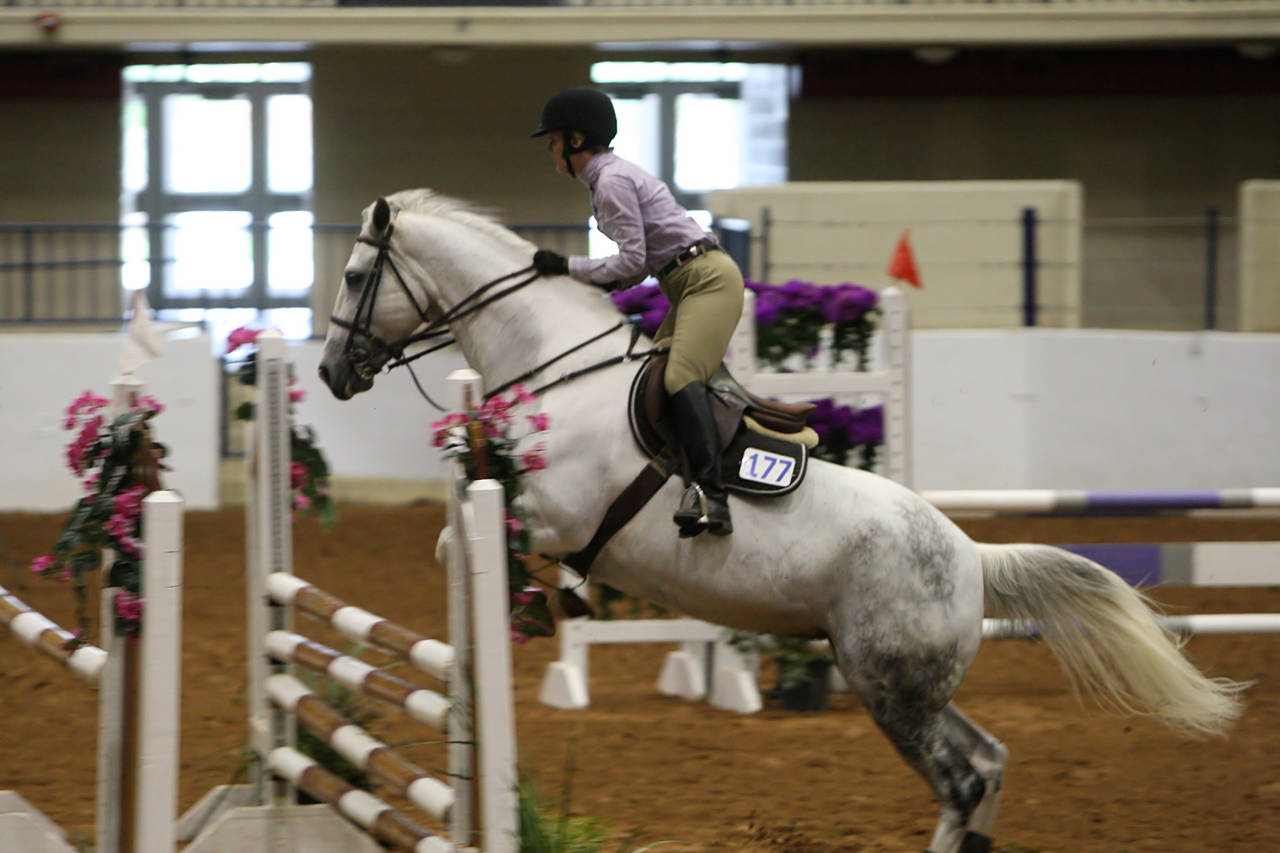 pictures/HorseShows/WacoJune2008/JAM_1213.jpg