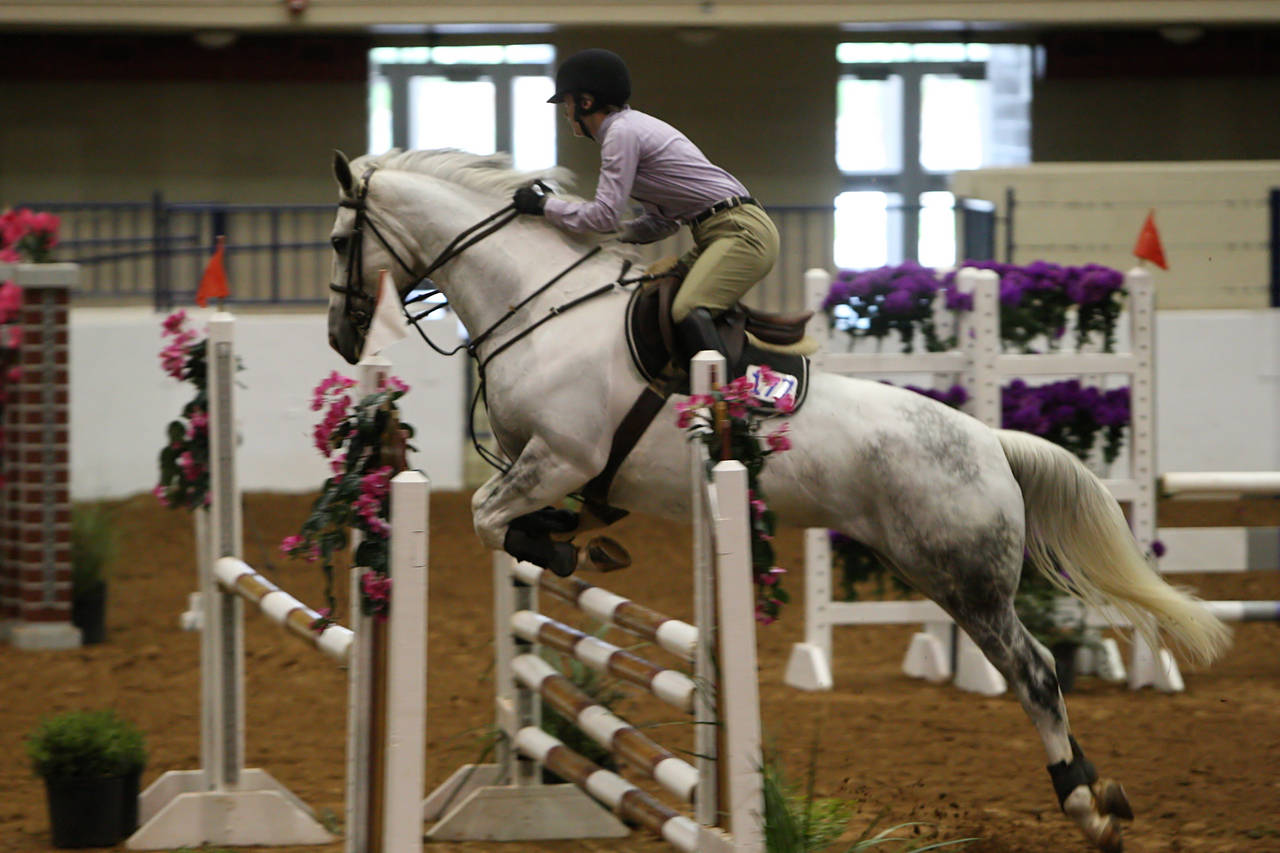 pictures/HorseShows/WacoJune2008/JAM_1214.jpg