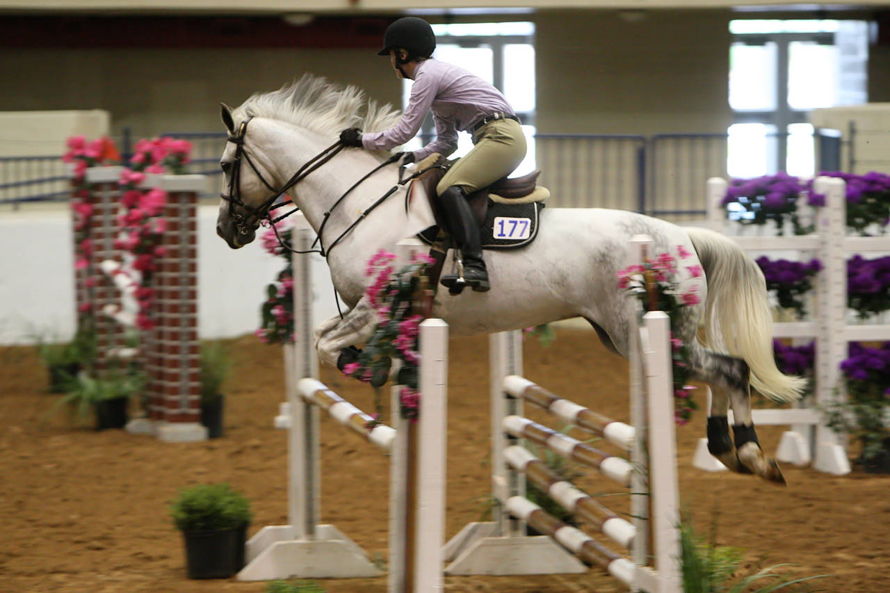 pictures/HorseShows/WacoJune2008/JAM_1215.jpg