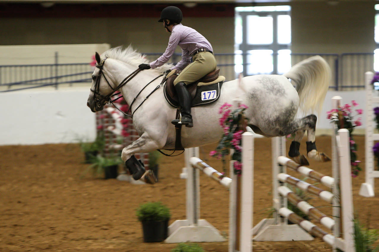 pictures/HorseShows/WacoJune2008/JAM_1216.jpg