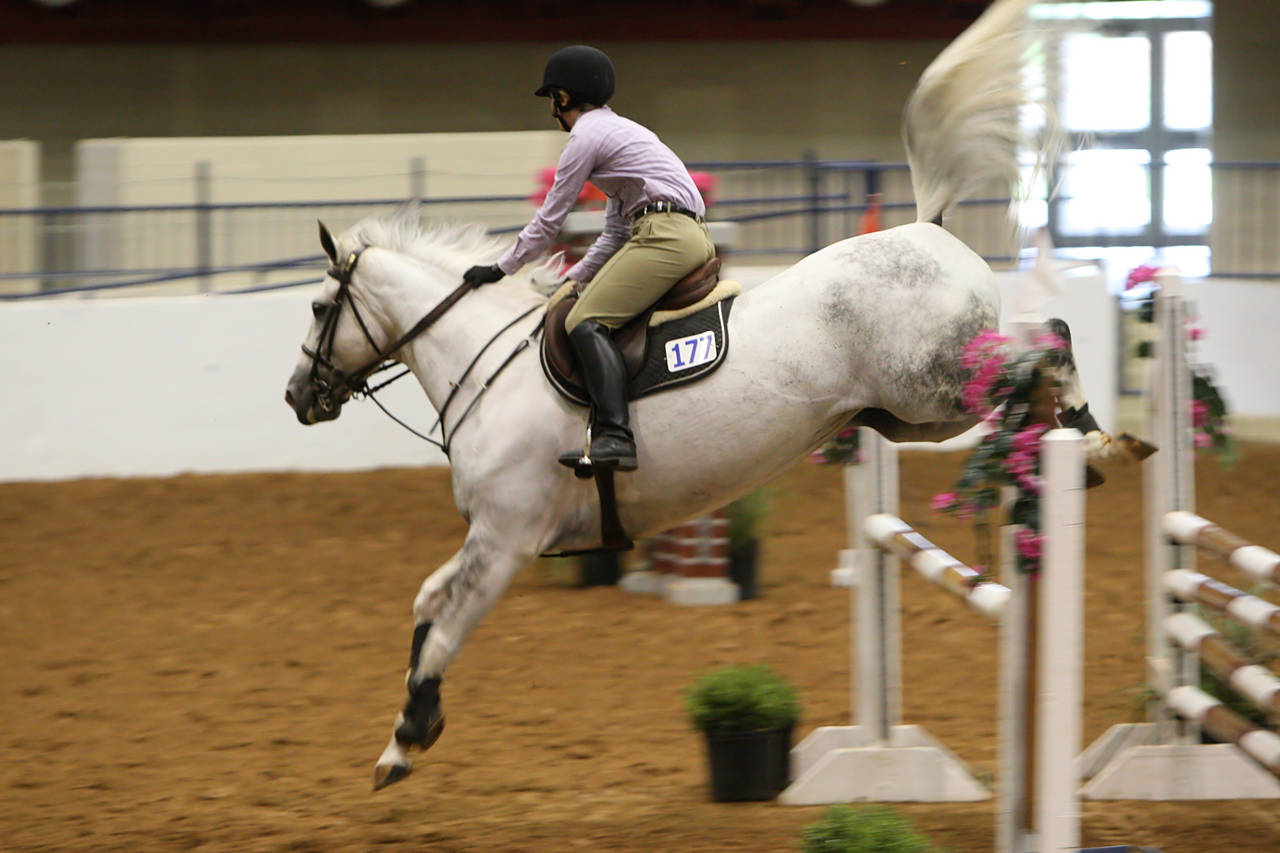 pictures/HorseShows/WacoJune2008/JAM_1217.jpg