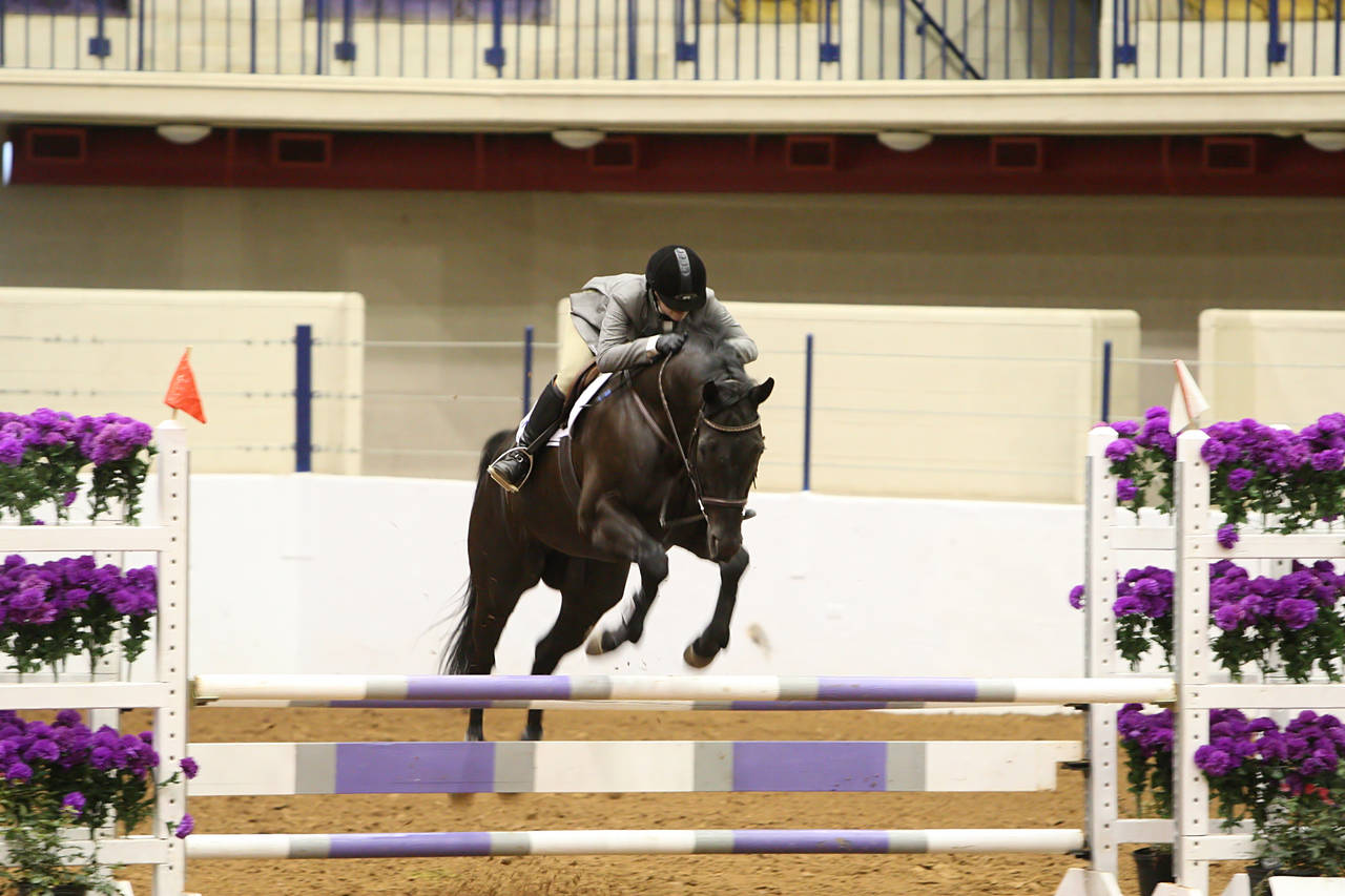 pictures/HorseShows/WacoJune2008/JAM_1223.jpg