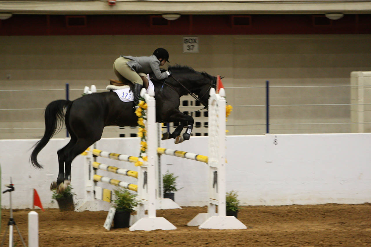 pictures/HorseShows/WacoJune2008/JAM_1231.jpg