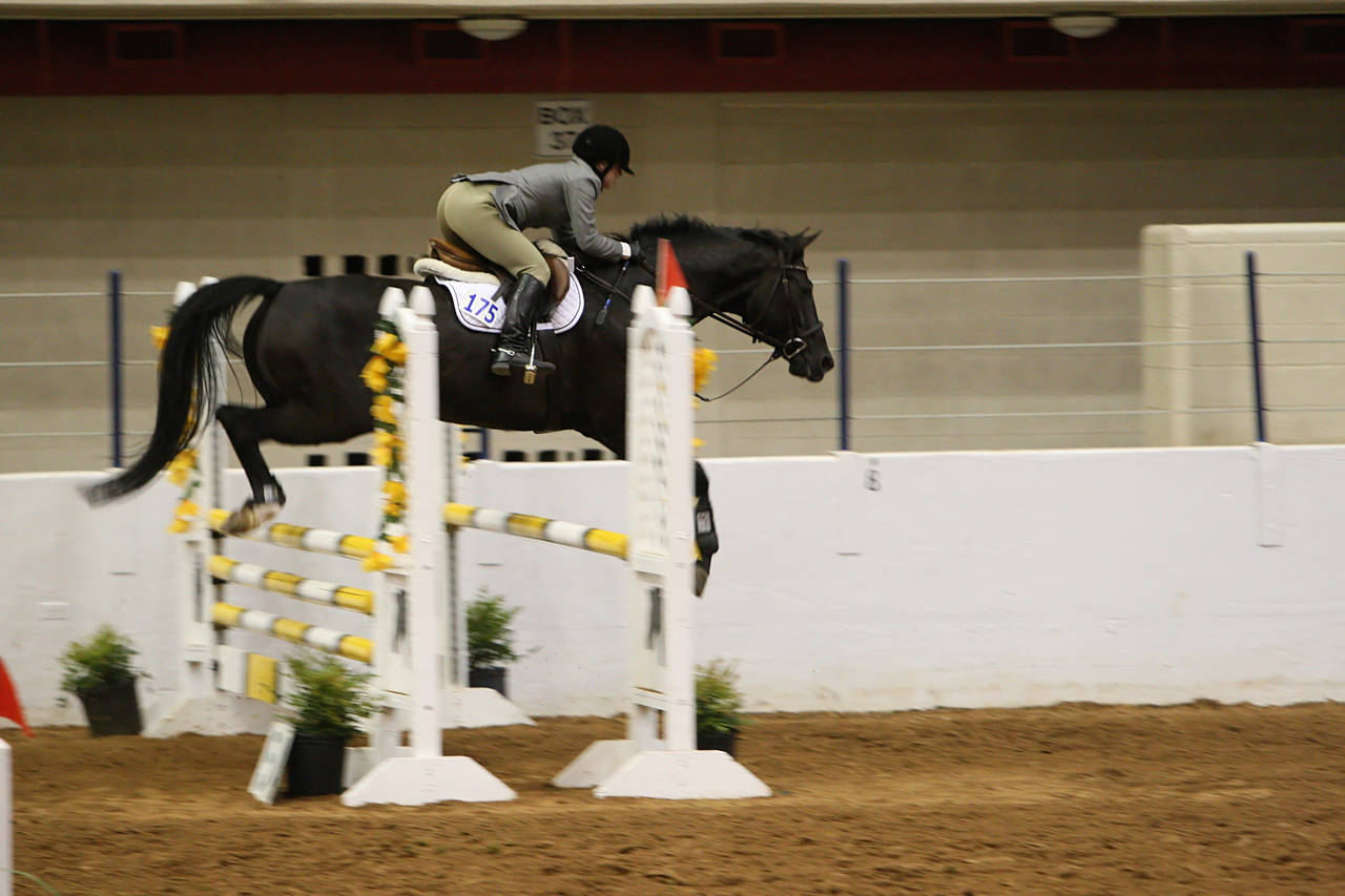 pictures/HorseShows/WacoJune2008/JAM_1232.jpg