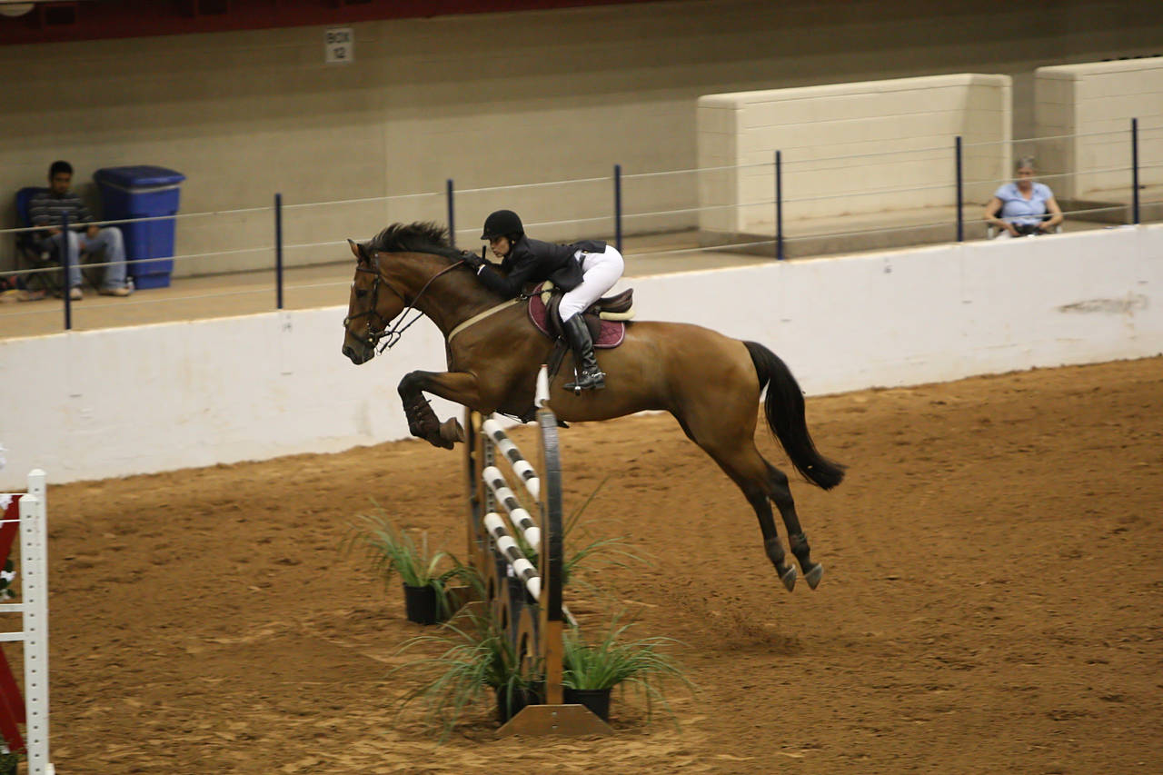 pictures/HorseShows/WacoJune2008/JAM_1260.jpg