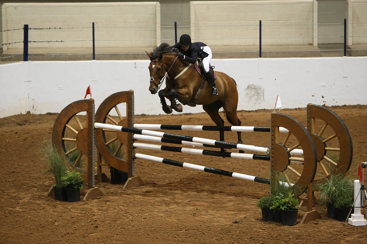 pictures/HorseShows/WacoJune2008/JAM_1262.jpg