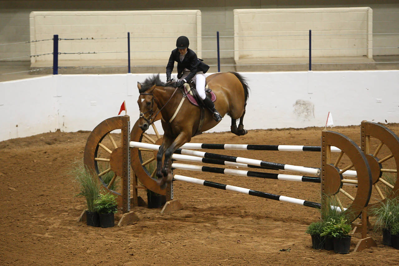 pictures/HorseShows/WacoJune2008/JAM_1264.jpg