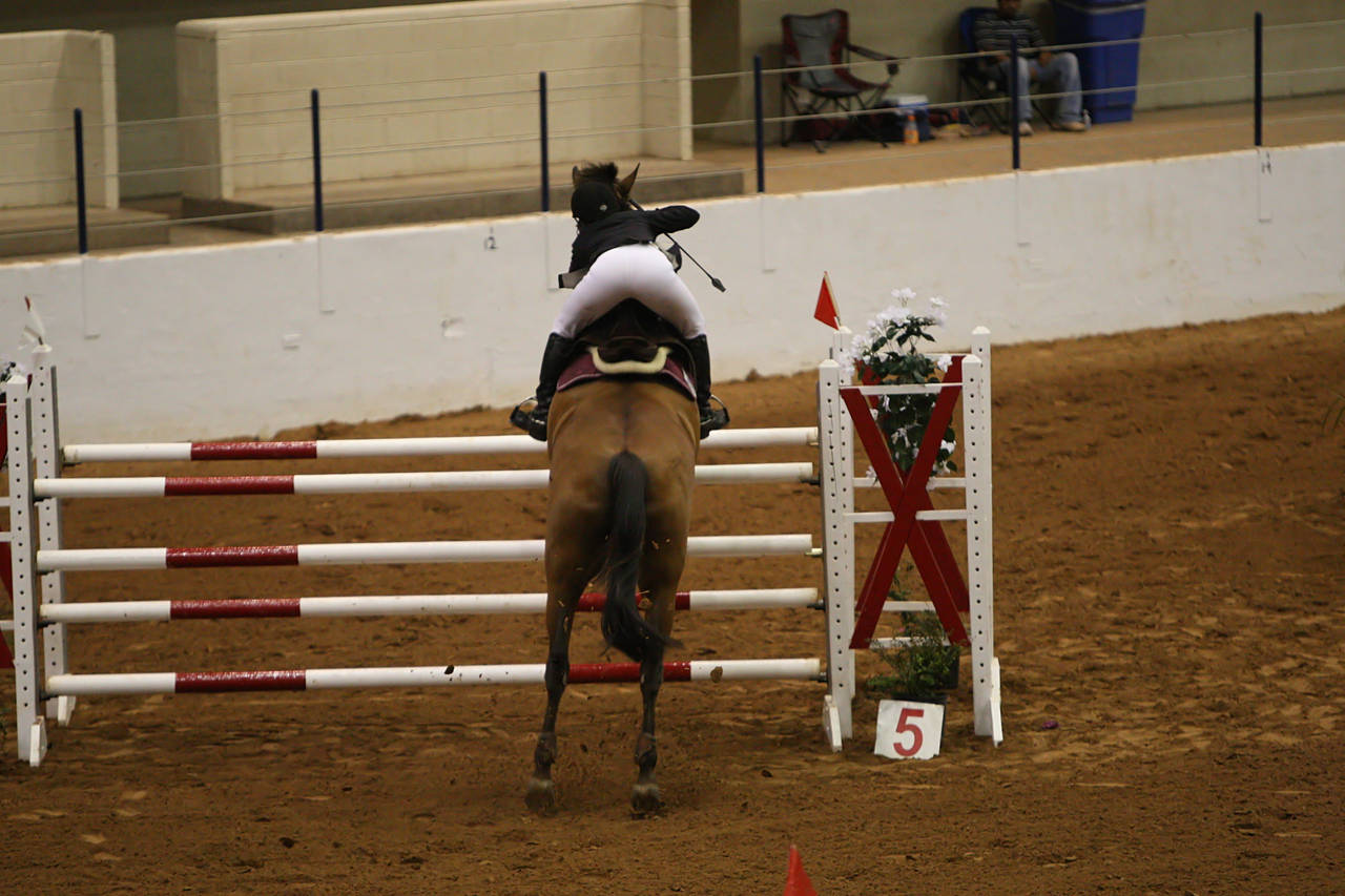 pictures/HorseShows/WacoJune2008/JAM_1268.jpg