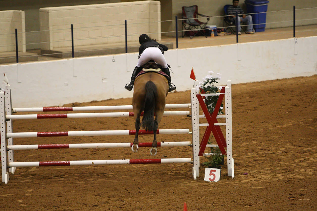 pictures/HorseShows/WacoJune2008/JAM_1269.jpg