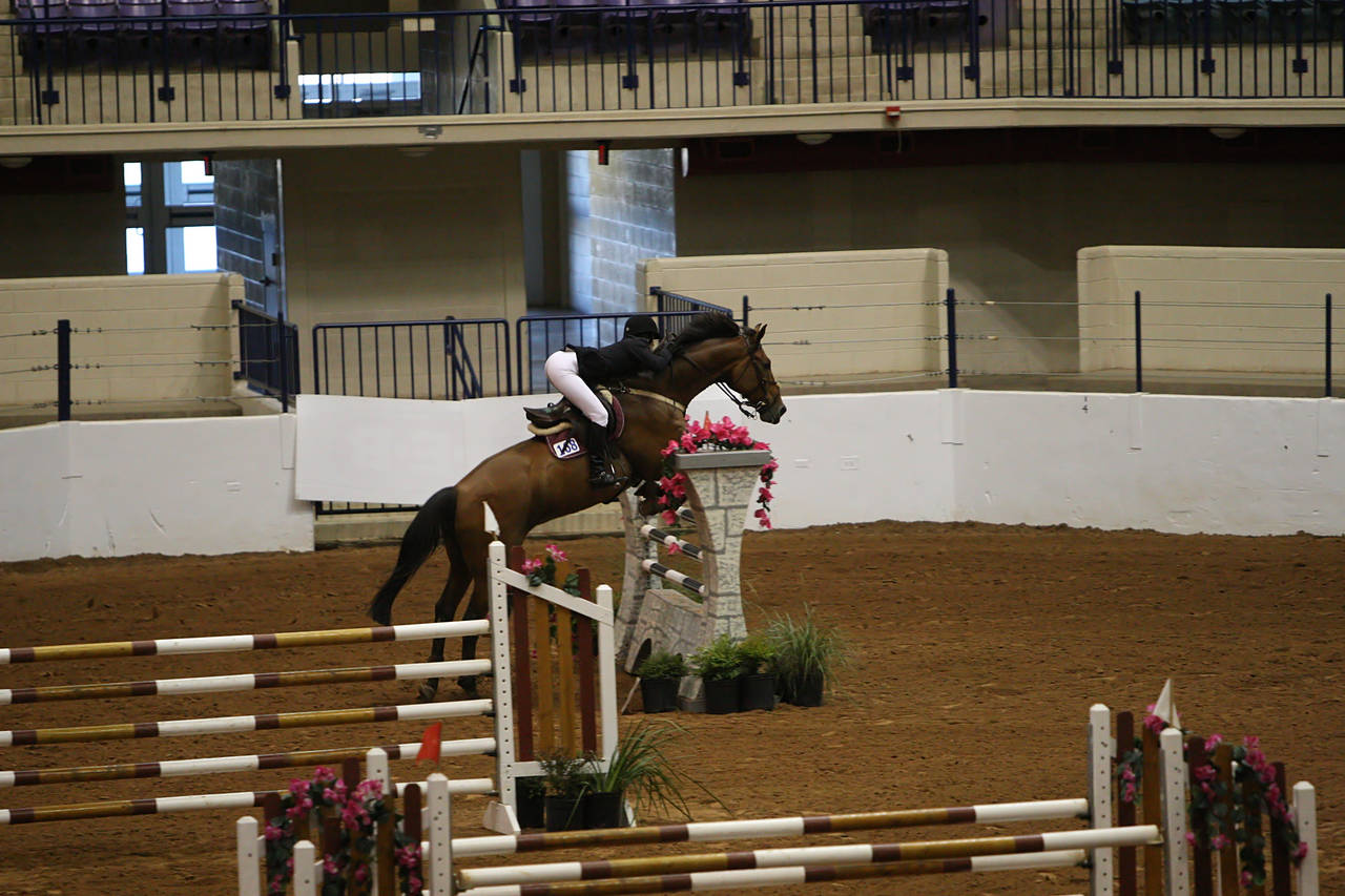 pictures/HorseShows/WacoJune2008/JAM_1270.jpg