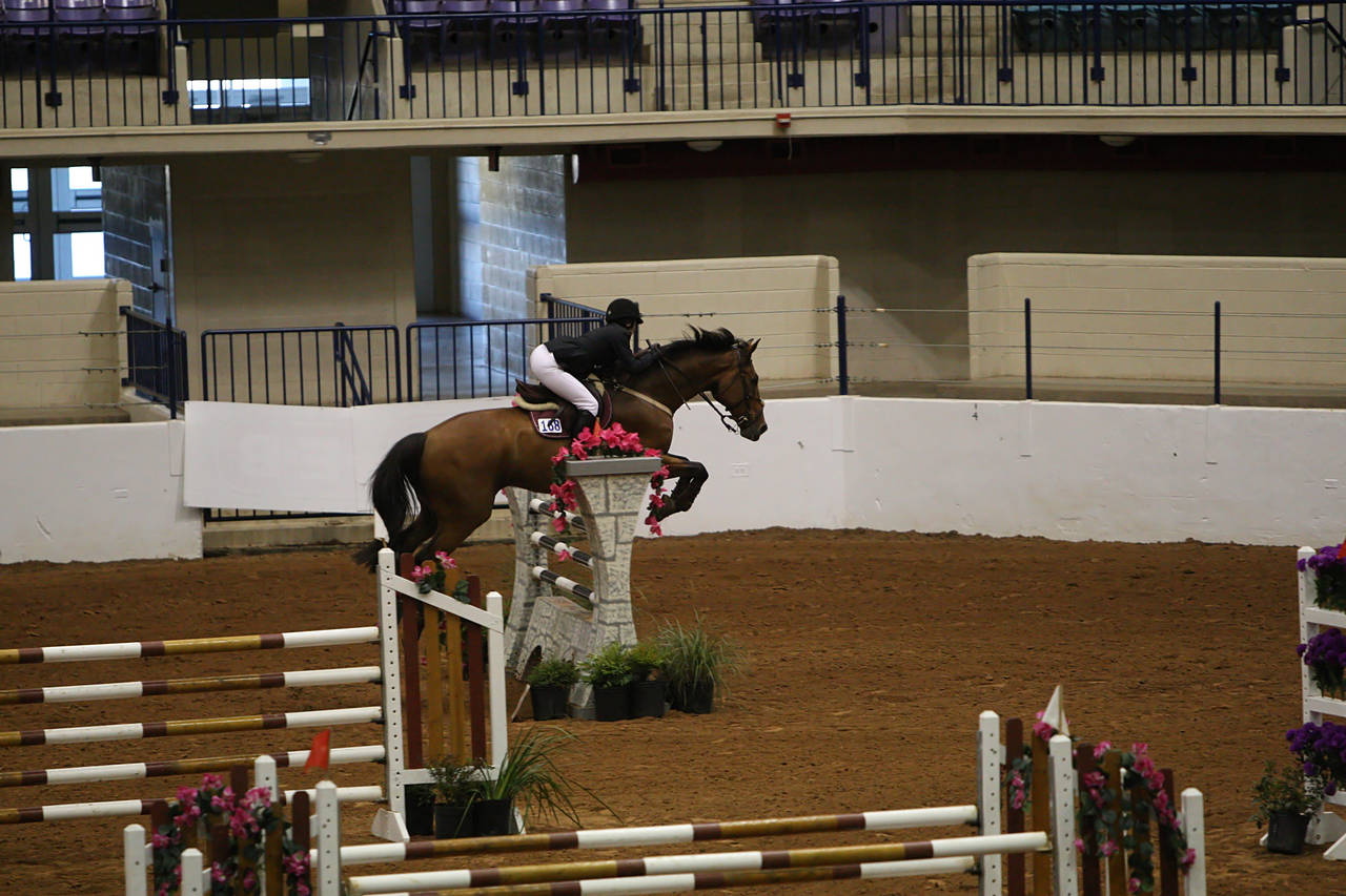 pictures/HorseShows/WacoJune2008/JAM_1271.jpg