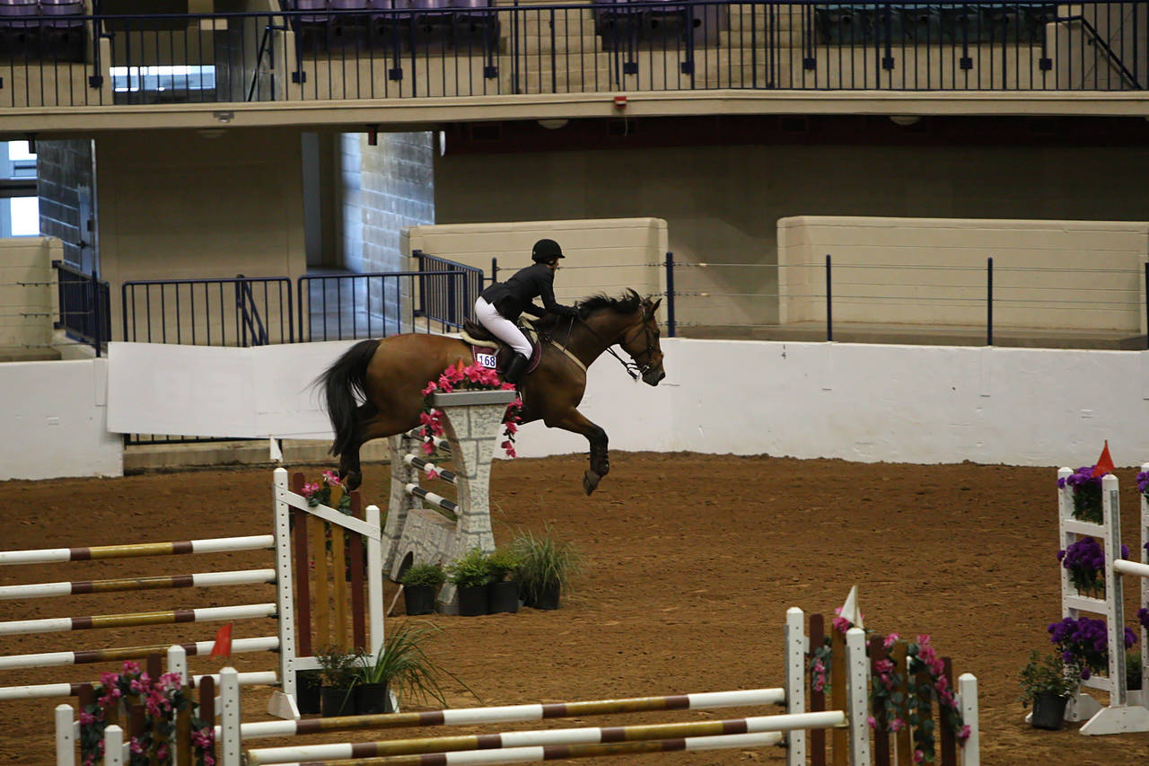 pictures/HorseShows/WacoJune2008/JAM_1272.jpg