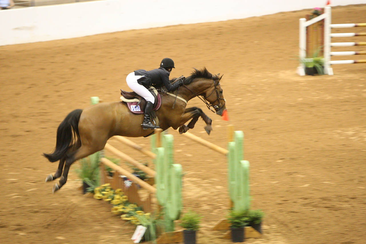 pictures/HorseShows/WacoJune2008/JAM_1279.jpg