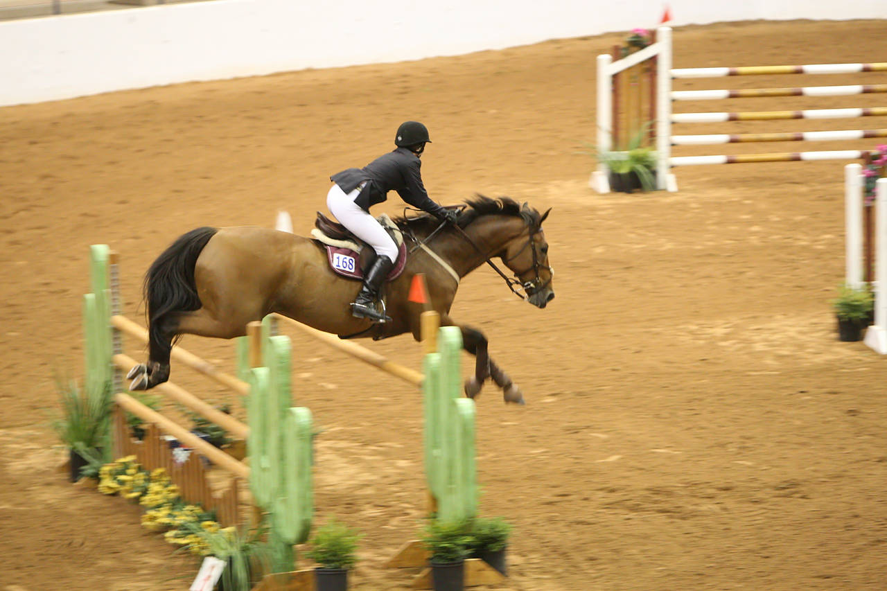 pictures/HorseShows/WacoJune2008/JAM_1280.jpg