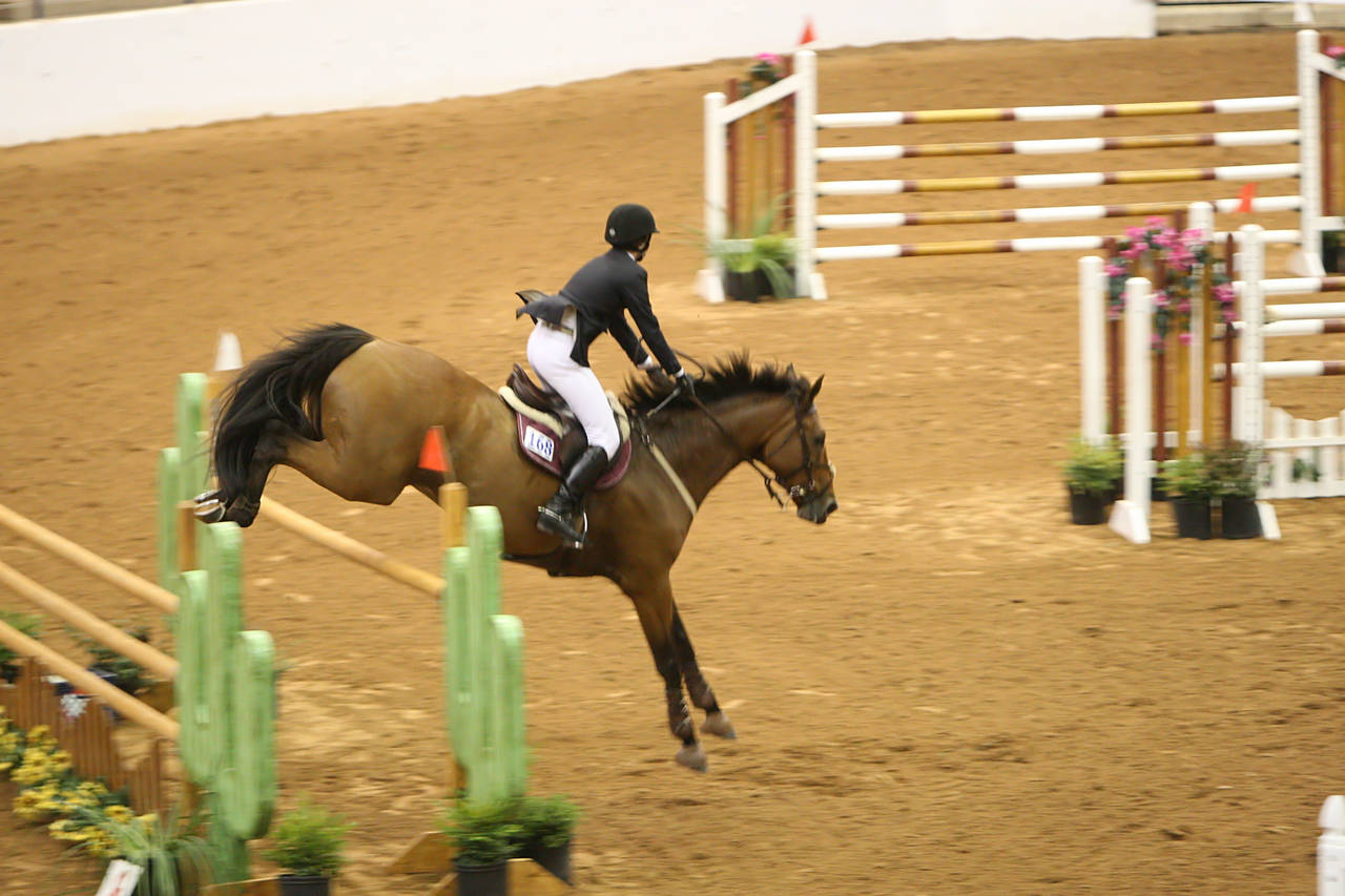 pictures/HorseShows/WacoJune2008/JAM_1281.jpg