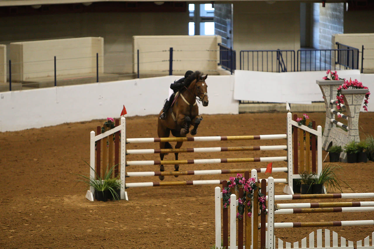 pictures/HorseShows/WacoJune2008/JAM_1282.jpg