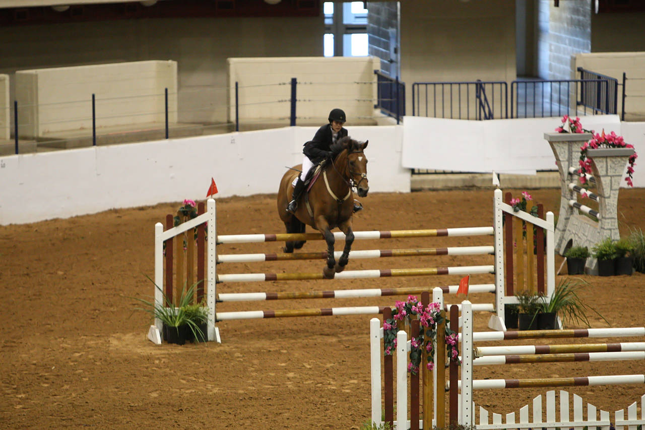 pictures/HorseShows/WacoJune2008/JAM_1283.jpg