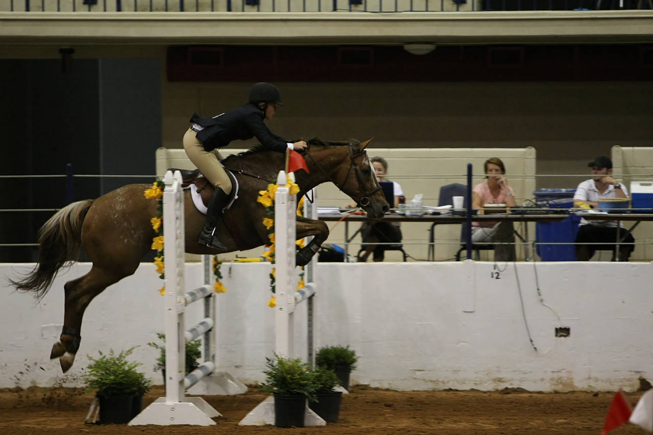 pictures/HorseShows/WacoJune2008/JAM_1366.jpg