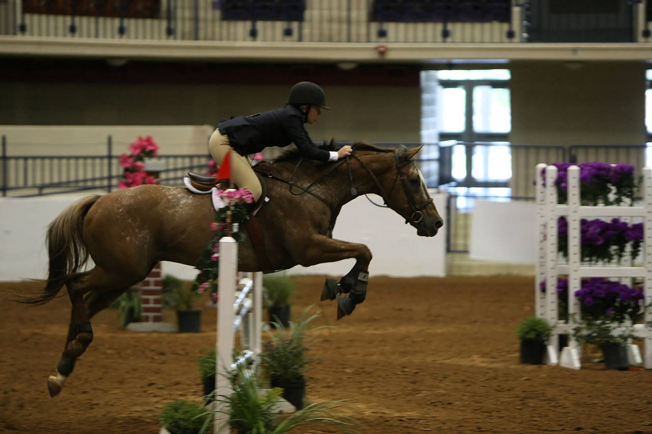 pictures/HorseShows/WacoJune2008/JAM_1375.jpg