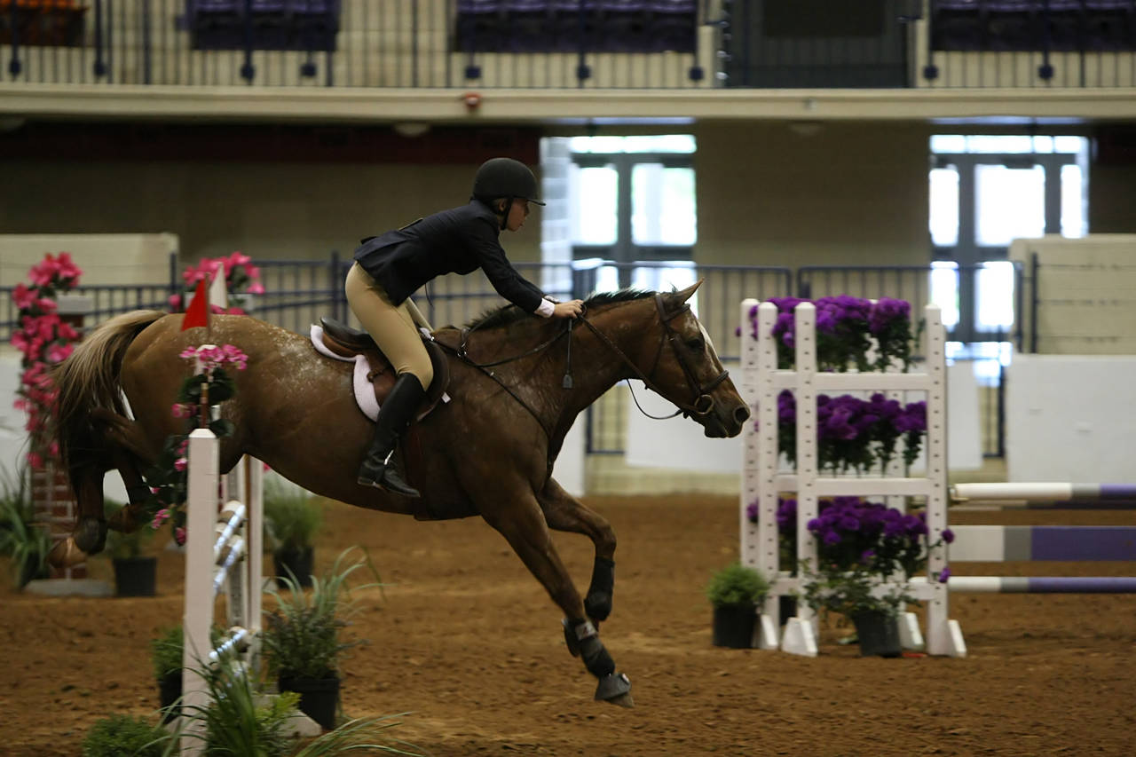 pictures/HorseShows/WacoJune2008/JAM_1376.jpg